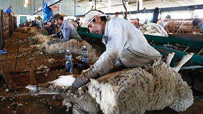 Думы овечном: в стране появится знак качества «Шерсть России» - rynok-apk.ru - Россия
