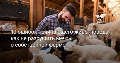 10 ошибок начинающего животновода: как не разрушить мечты о собственной ферме - botanichka.ru