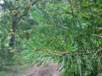 Анастасия Коврижных - Почему хвойные деревья пожелтели на участке: не пугайтесь, это могут быть обычные природные процессы - belnovosti.by