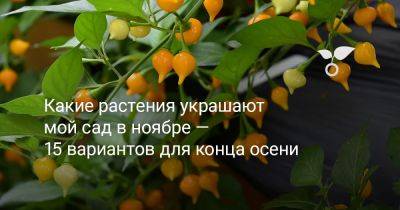 Какие растения украшают мой сад в ноябре — 15 вариантов для конца осени - botanichka.ru - Воронежская обл.