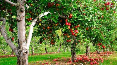 10 распространенных болезней и вредителей плодовых деревьев: Как защитить урожай - ogorod.ru