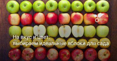 На вкус и цвет: выбираем идеальные яблоки для сада - botanichka.ru - Россия - г. Виноград