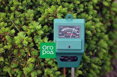 Растения-индикаторы кислой почвы: 10 культур, которые говорят об опасности - ogorod.ru