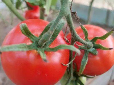 Анастасия Коврижных - 7 нюансов удачного выращивания томатов на подоконнике: они точно вам знакомы? - belnovosti.by