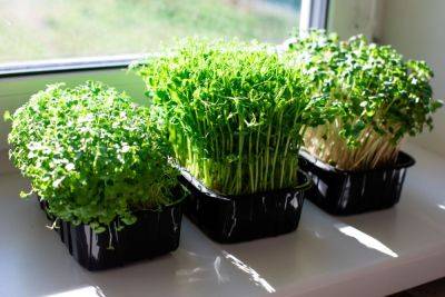 Как вырастить микрозелень в квартире: простые советы для новичка - ogorod.ru