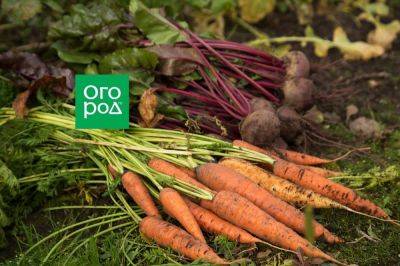 Подзимний посев моркови и свеклы: агротехника, сорта - ogorod.ru