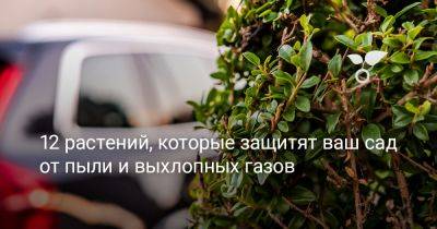 12 растений, которые защитят ваш сад от пыли и выхлопных газов - botanichka.ru