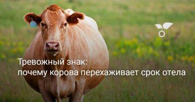 Тревожный знак: почему корова перехаживает срок отела - botanichka.ru