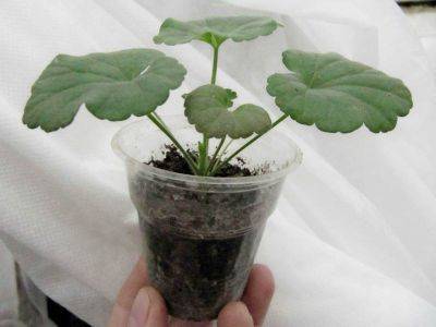 Как посадить растения без корней - organic-mix.ru
