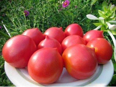 Лучшие томаты для открытого грунта: список из 45 сортов - organic-mix.ru