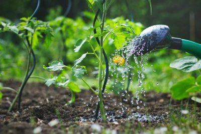 Как часто нужно поливать цветы, овощи, фрукты, плодовые деревья и курстарники - organic-mix.ru