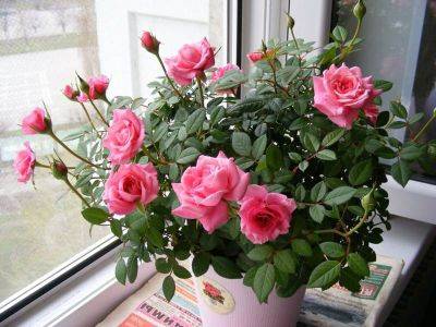 Как вырастить домашнюю розу: полезные лайфхаки и секреты - organic-mix.ru