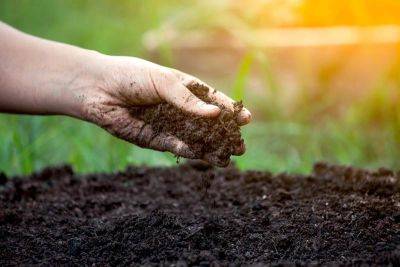 Какие бывают почвы: виды, особенности, растения-подсказчики - organic-mix.ru