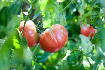 Почему трескаются помидоры на кусте: причины, профилактика - organic-mix.ru