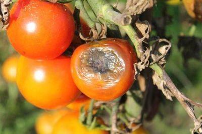 Болезни томатов: причины и способы борьбы - organic-mix.ru