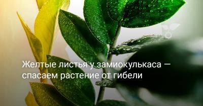 Желтые листья у замиокулькаса — спасаем растение от гибели - botanichka.ru