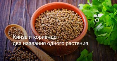 Кинза и кориандр — два названия одного растения - botanichka.ru - Россия