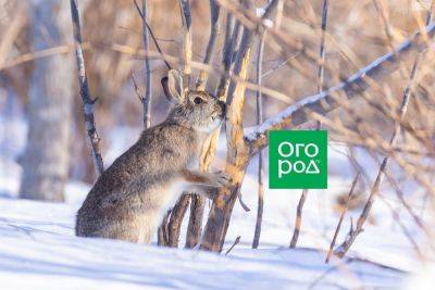 В сад повадились зайцы – что делать? - ogorod.ru