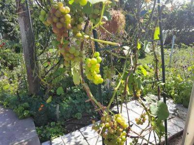 Анастасия Коврижных - Это опасный сосед для винограда: не сажайте рядом, чтобы не лишиться урожая - belnovosti.by