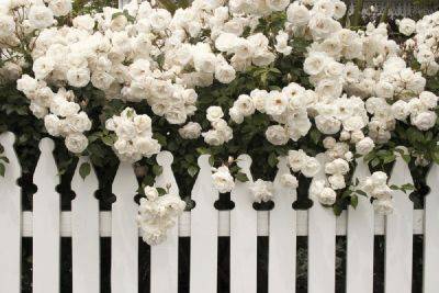 15 растений для создания стильного белого цветника - ogorod.ru