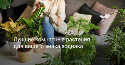 Лучшие комнатные растения для вашего знака зодиака - botanichka.ru