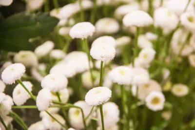 Анастасия Коврижных - Как сделать стильный белый цветник: попробуйте эти 5 великолепных растений - belnovosti.by