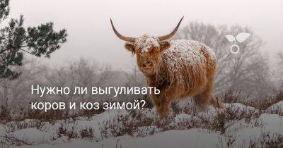 Нужно ли выгуливать коров и коз зимой? - botanichka.ru