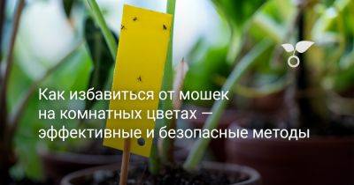 Как избавиться от мошек на комнатных цветах — эффективные и безопасные методы - botanichka.ru