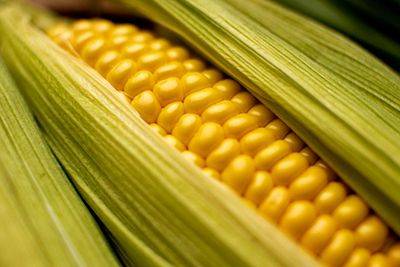 Урожай кукурузы в России в сезоне-2023/24 может стать рекордным - rynok-apk.ru - Россия - Канада
