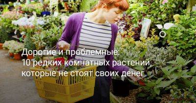 Дорогие и проблемные: 10 комнатных растений, которые не стоят своих денег - botanichka.ru
