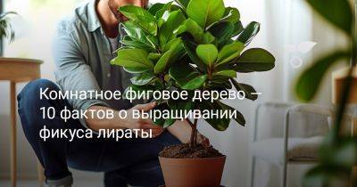 Комнатное фиговое дерево — 10 фактов о выращивании фикуса лираты - botanichka.ru