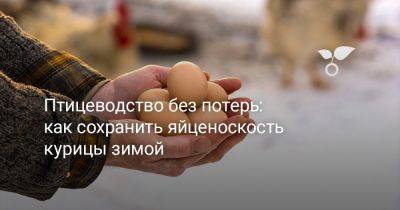 Птицеводство без потерь: как сохранить яйценоскость курицы зимой - botanichka.ru