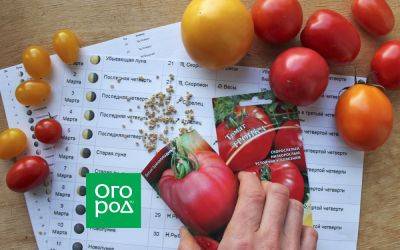 Выращивание томатов по Лунному календарю в 2024 году - ogorod.ru
