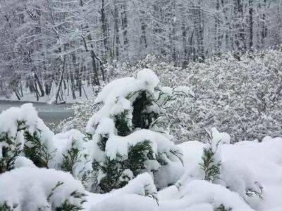 Анастасия Коврижных - Какая толщина снега должна быть над культурами на огороде зимой: зависит от растения - belnovosti.by