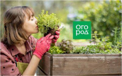 5 вкусных и полезных трав, которые стоит обязательно посадить на участке - ogorod.ru