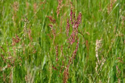 Анастасия Коврижных - Эти 5 полезных трав нужно обязательно посадить на участке: их даже можно выращивать на подоконнике - belnovosti.by