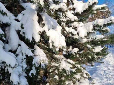 Анастасия Коврижных - Как подготовить сад к зимним холодам: защищаем растения от мороза - belnovosti.by
