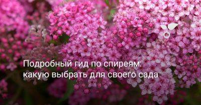 Подробный гид по спиреям: какую выбрать для своего сада - botanichka.ru - Россия