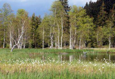 Спасение утопающих: 13 растений-водохлебов для заболоченных и подтапливаемых участков - ogorod.ru
