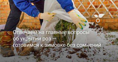 Отвечаем на главные вопросы об укрытии роз — готовимся к зимовке без сомнений - botanichka.ru