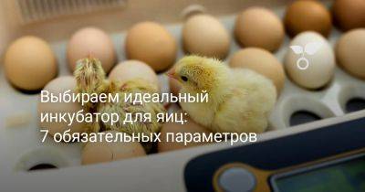 Выбираем идеальный инкубатор для яиц: 7 обязательных параметров - botanichka.ru