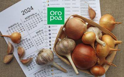 Выращивание лука и чеснока по Лунному календарю в 2024 году - ogorod.ru