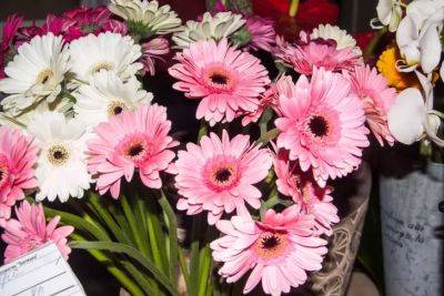 Анастасия Коврижных - Названы 5 растений, которые цветут зимой: дом будет утопать в цветах - belnovosti.by