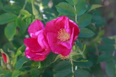 Как правильно укрыть розы на зиму и подкормить их марганцовкой: цветоводы раскрывают секреты - belnovosti.by