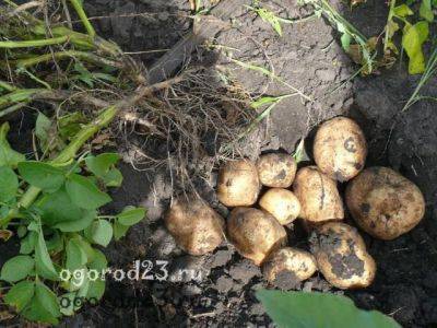 Как увеличить урожайность картофеля на приусадебном участке — практические советы - ogorod23.ru