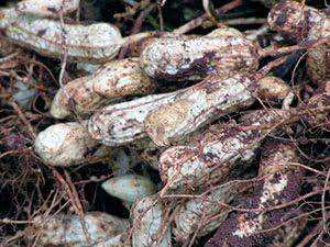 Арахис: выращивание на огороде, сорта - floristics.info - Китай - Индия - Ссср - Украина - Филиппины