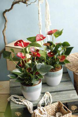 Цветок Антуриум — уход в домашних условиях - jungle.by