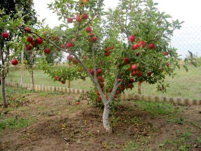 Карликовая яблоня - rastenievod.com