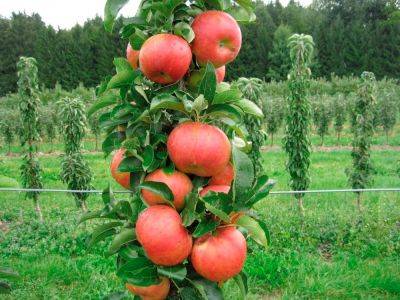 Колоновидная яблоня - rastenievod.com - Колумбия - Канада