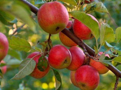 Чем обрабатывать яблони весной от вредителей и болезней - rastenievod.com